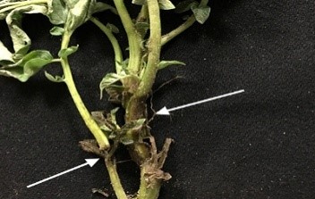 Seed rot