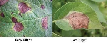 Blight