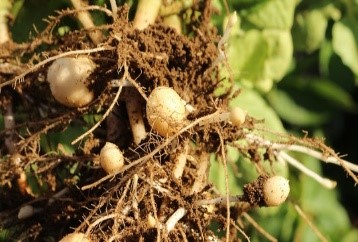 Poor tuber development