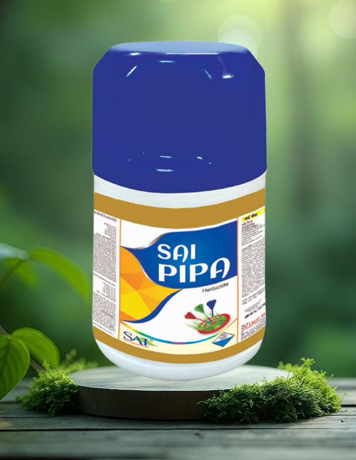 Sai Pipa
